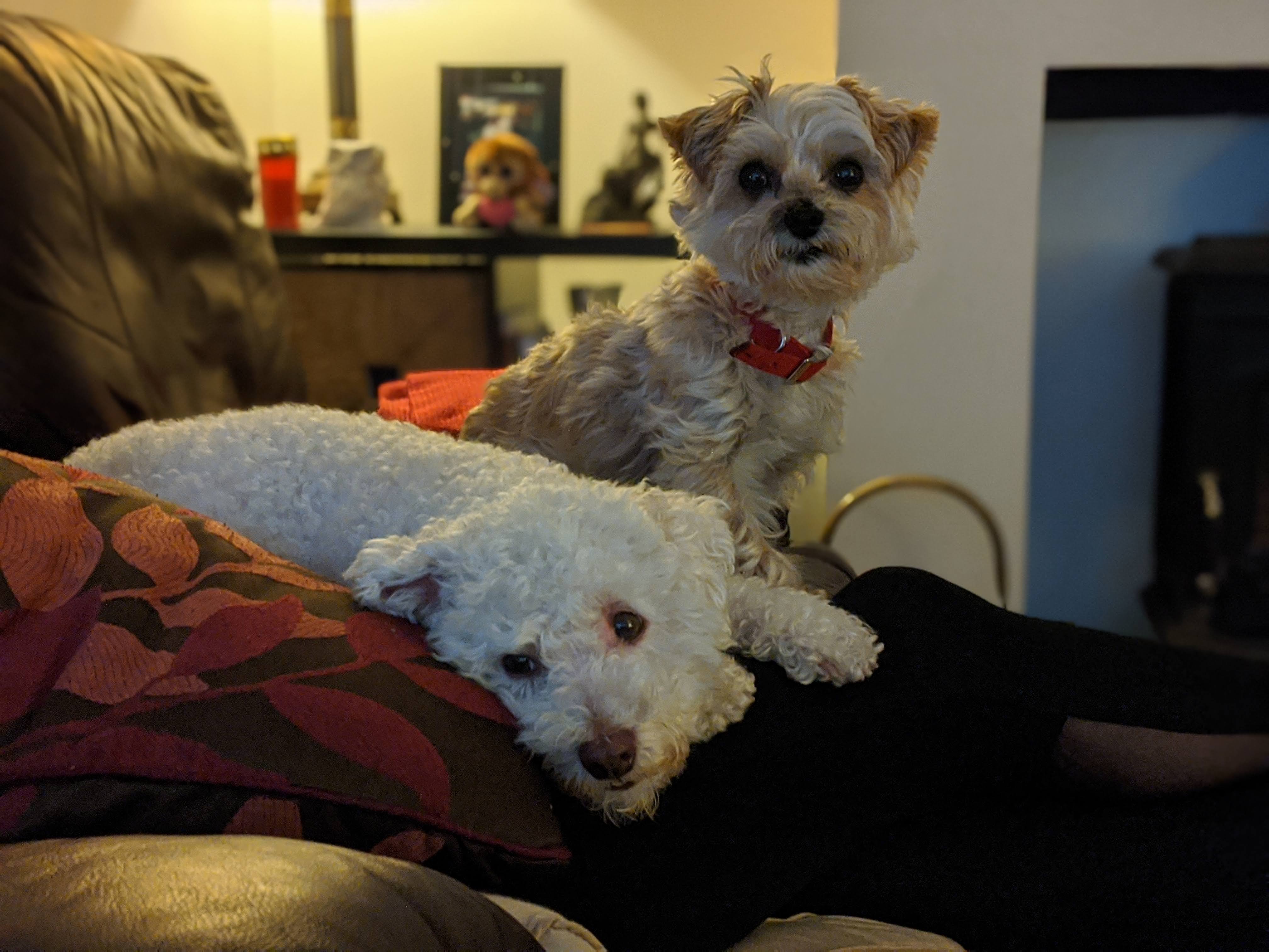 Ollie and Ruby on the couch together