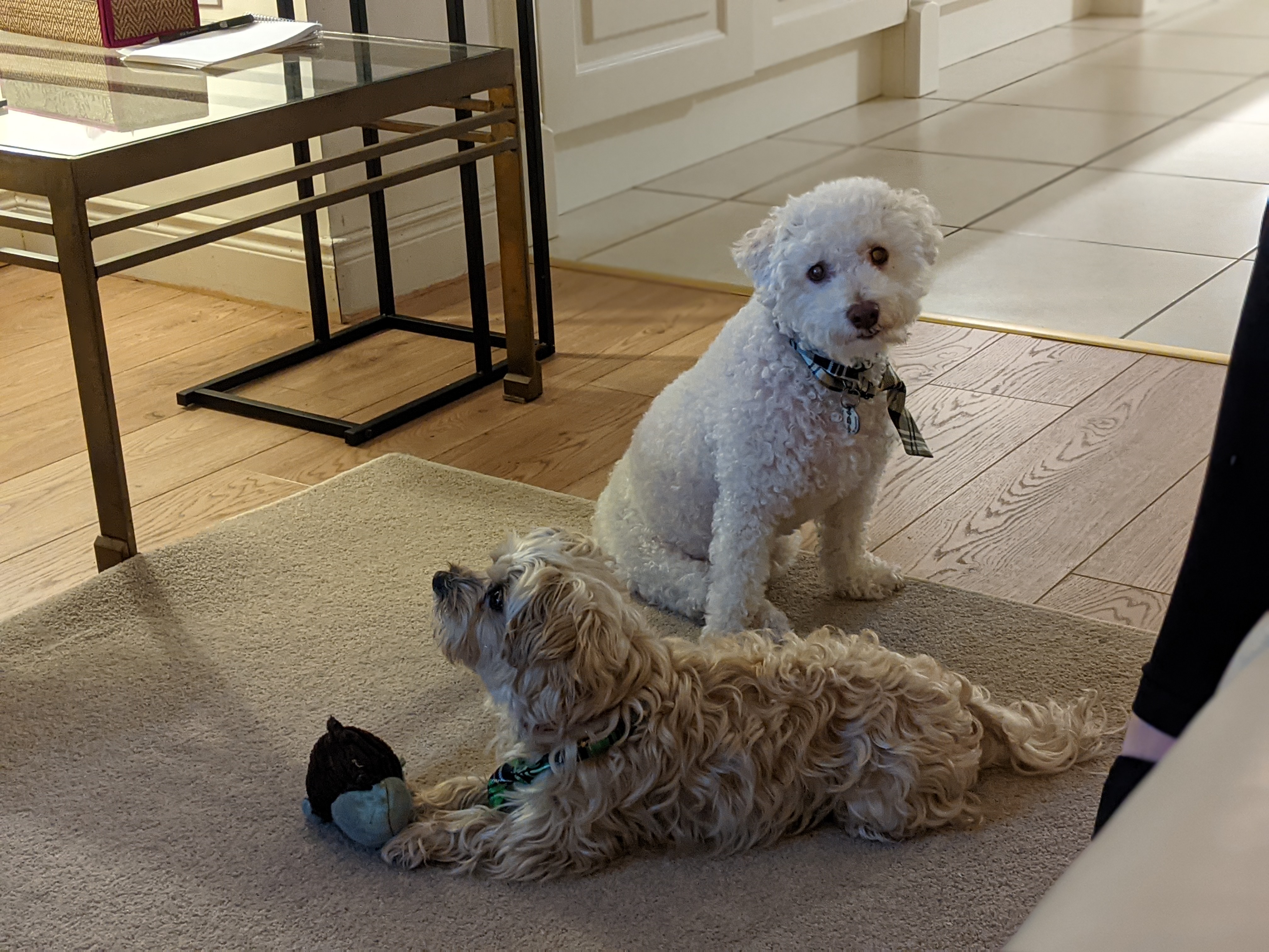 Ollie looks on as Ruby plays with his monkey head