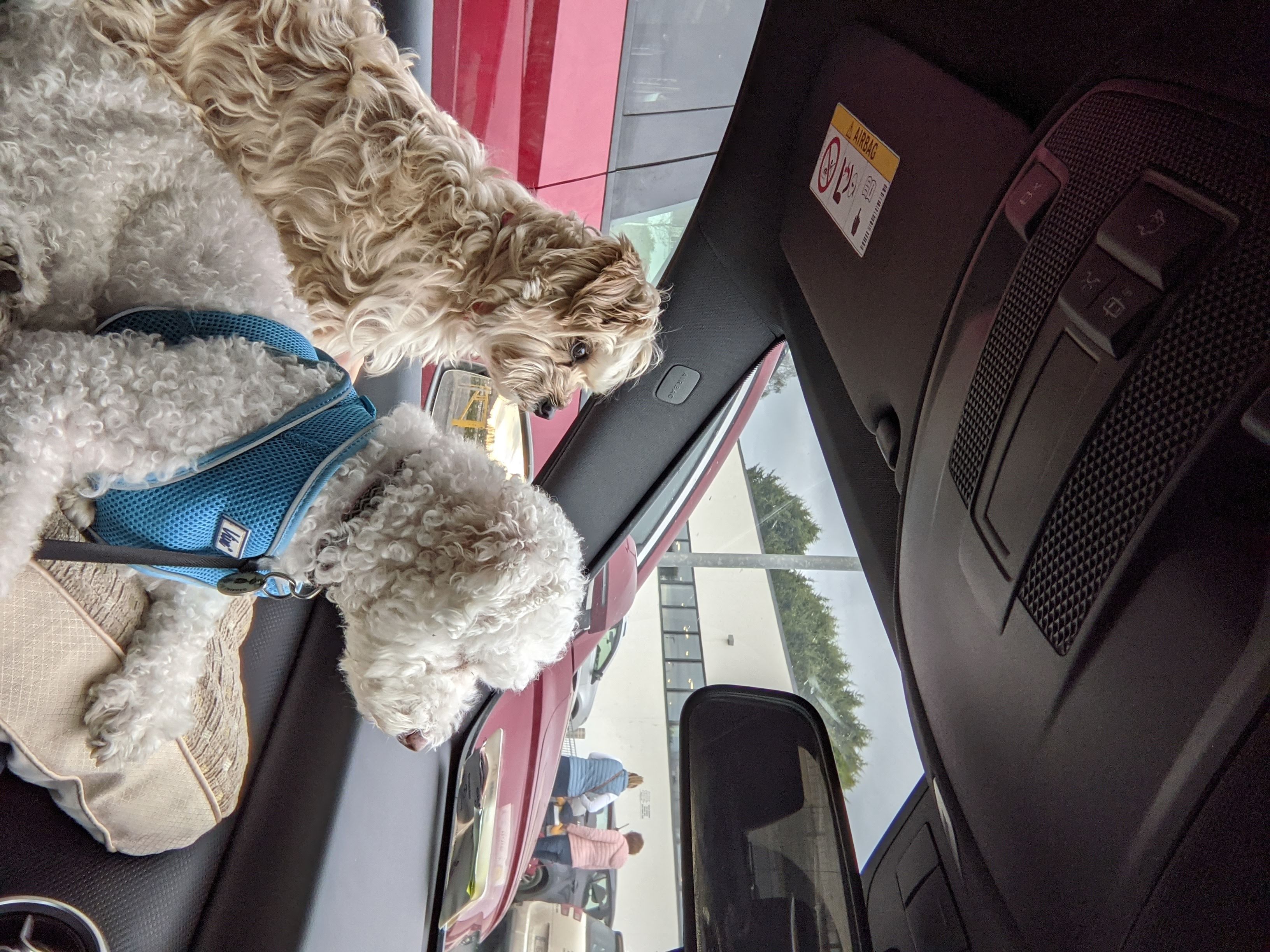 Ollie and Ruby looking out the car window at the passersby