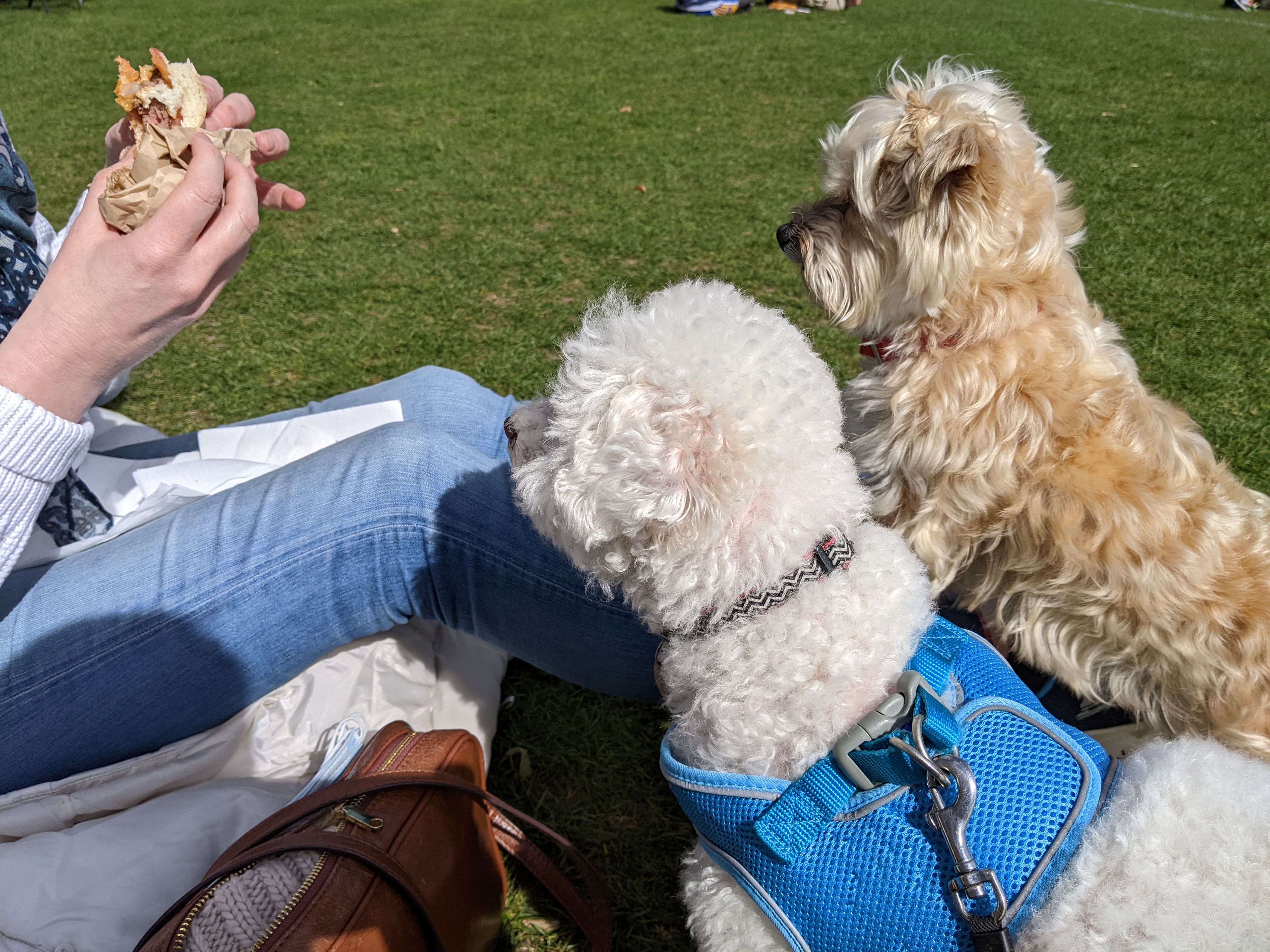 Ollie and Ruby stare at someone eating a sandwich