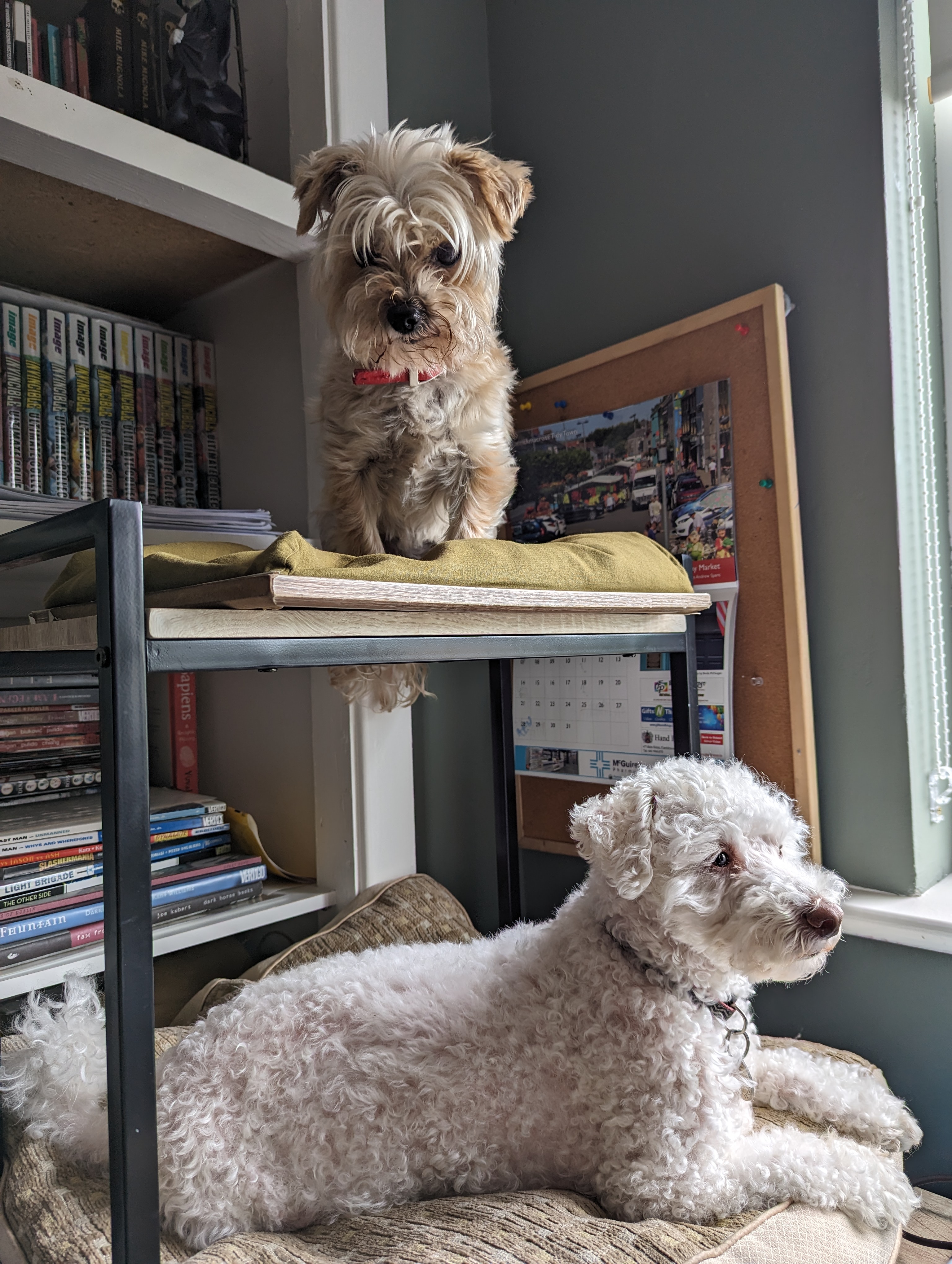 Ollie and Ruby on bunk-cushions. Ruby is looking down at Ollie