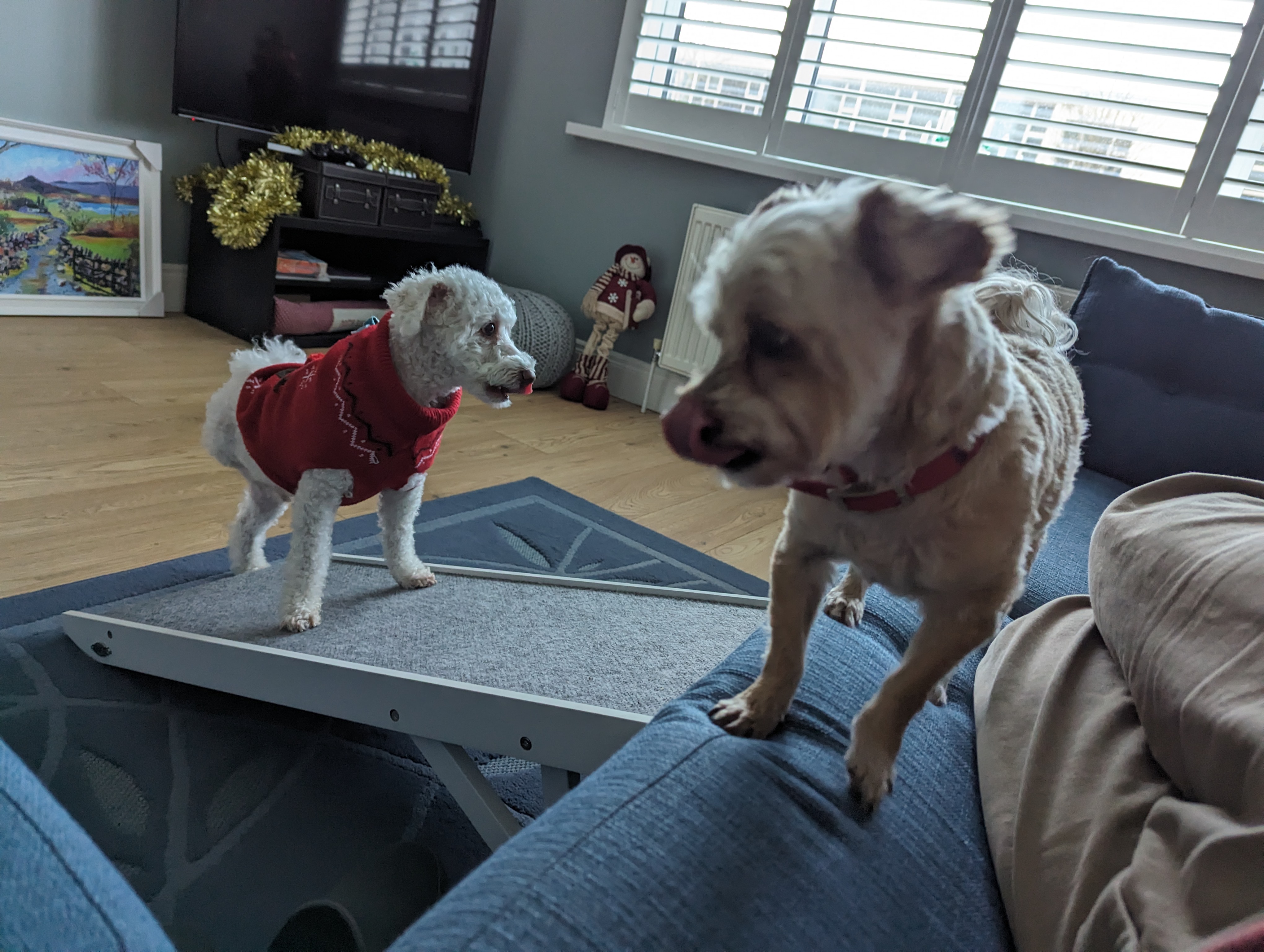 Ruby is on the couch and Ollie follows up the ramp