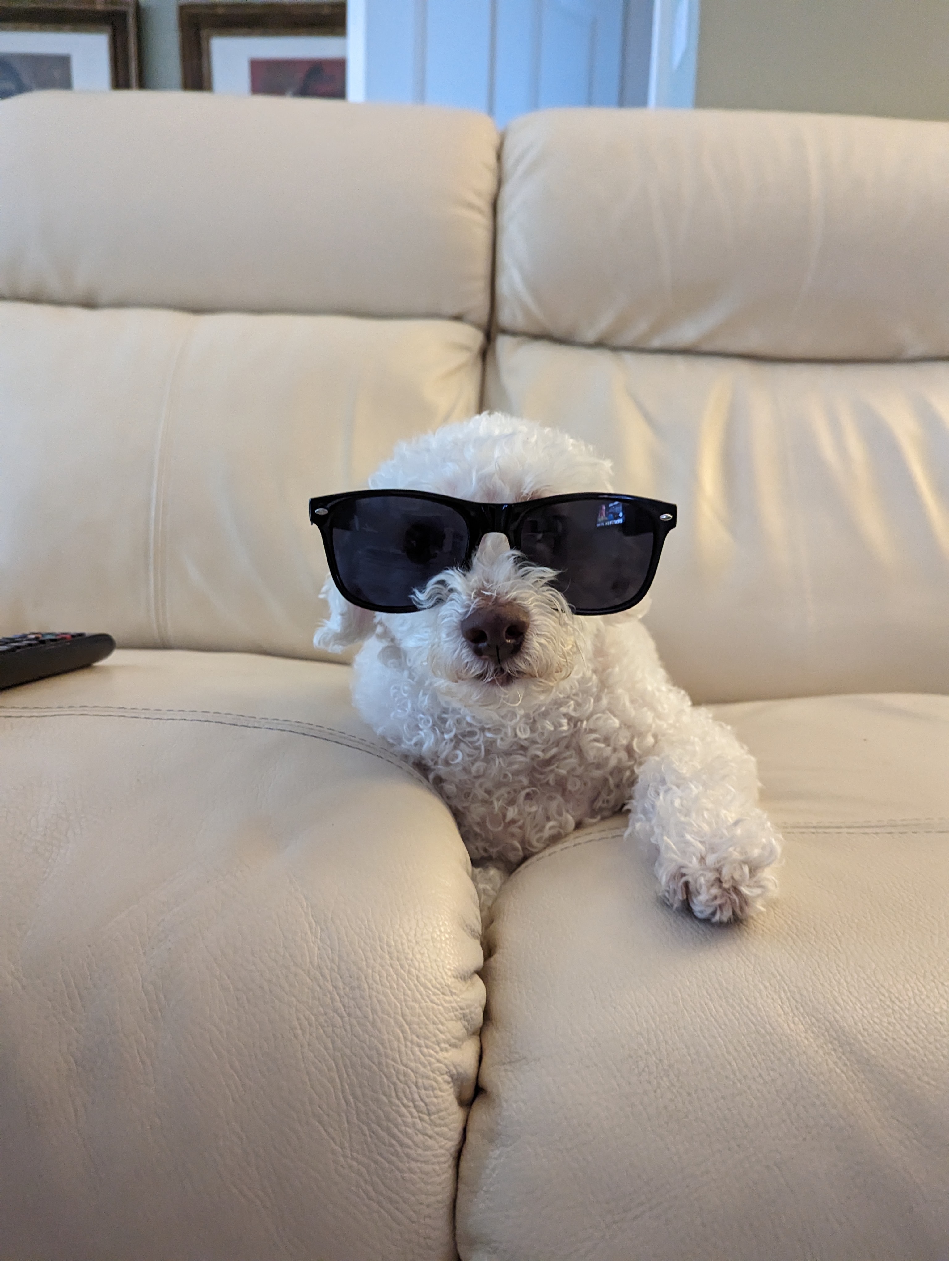 Ollie sitting on the couch wearing his sunglasses