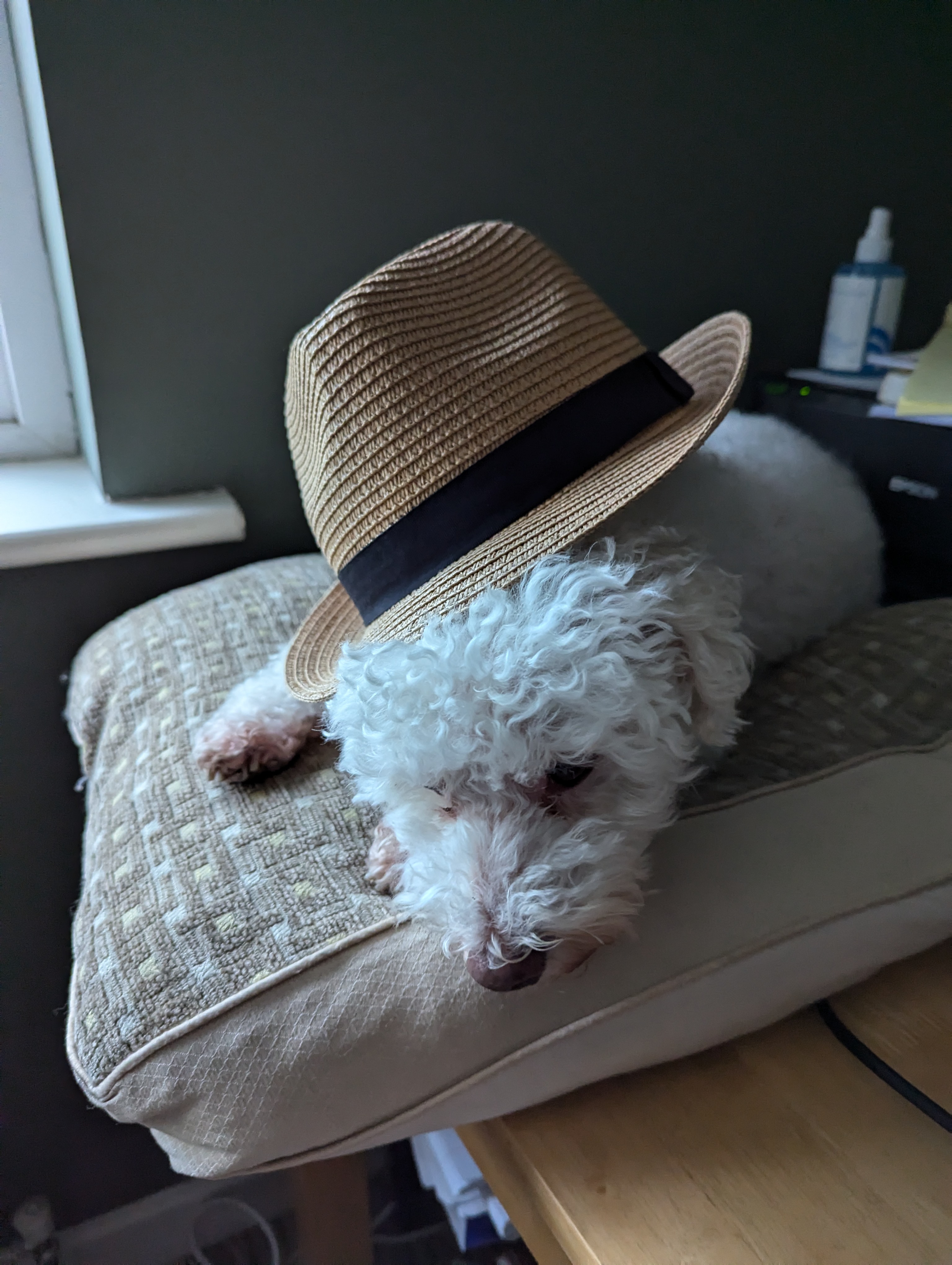 Ollie wearing a hat reluctantly