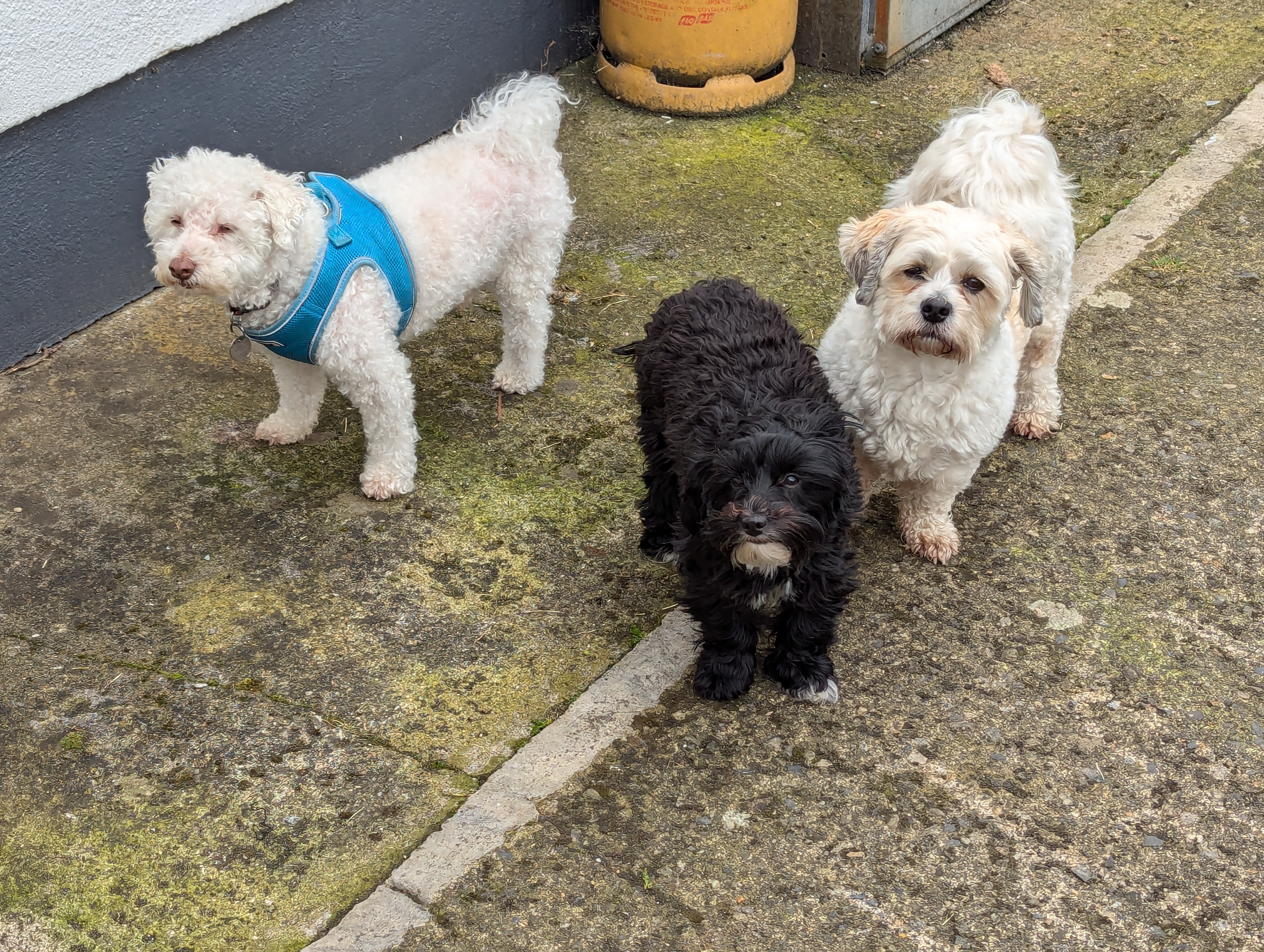 Ollie and two other dogs posing for their band photo